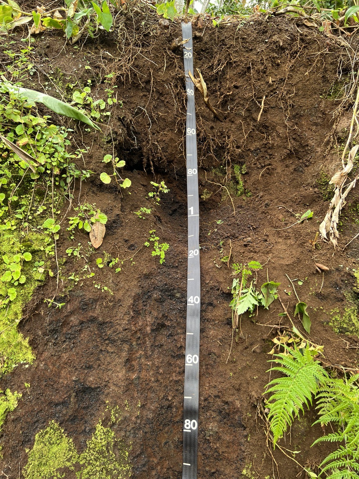 Deep soil profile with measuring tape and tropical vegetation