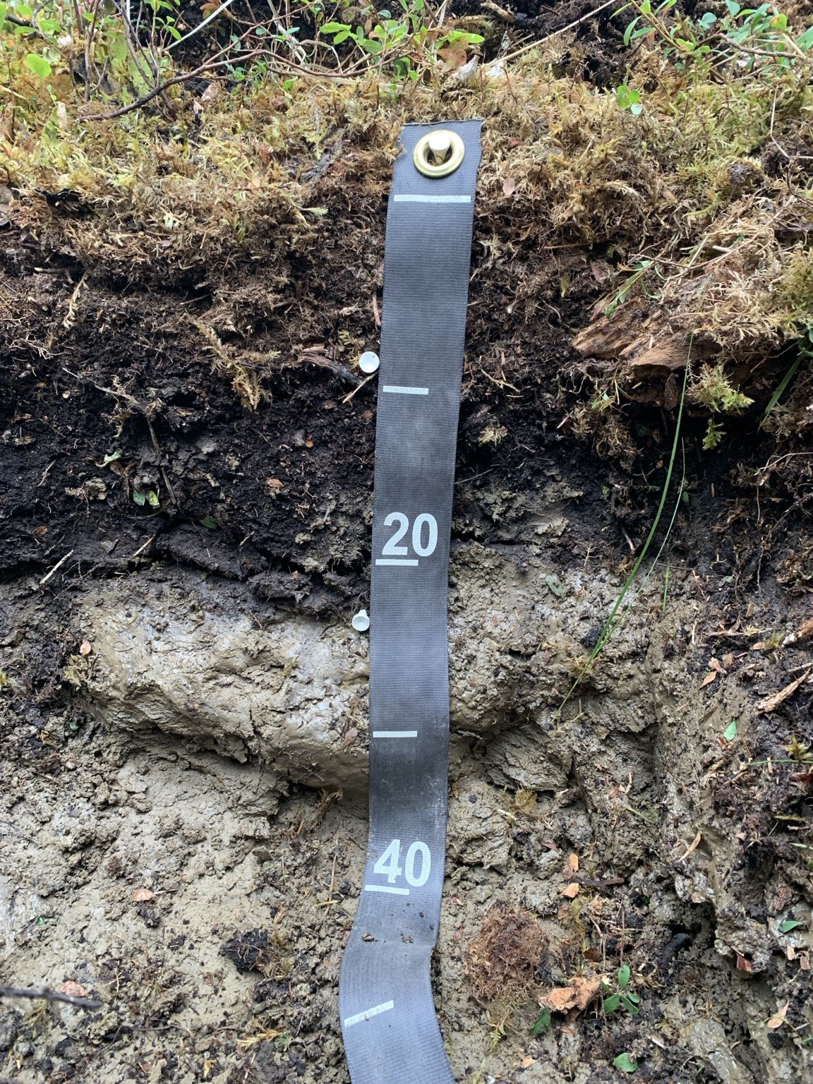 Layered forest soil profile