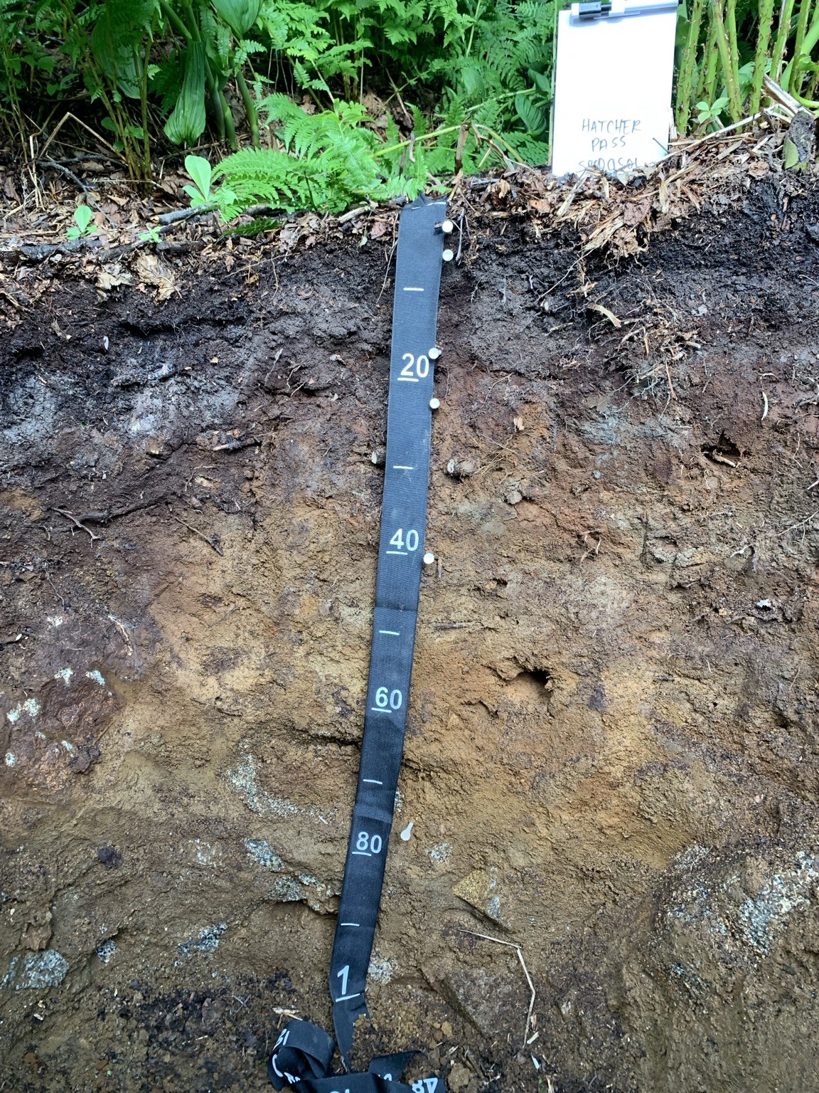 Forest soil profile with contrasting horizons