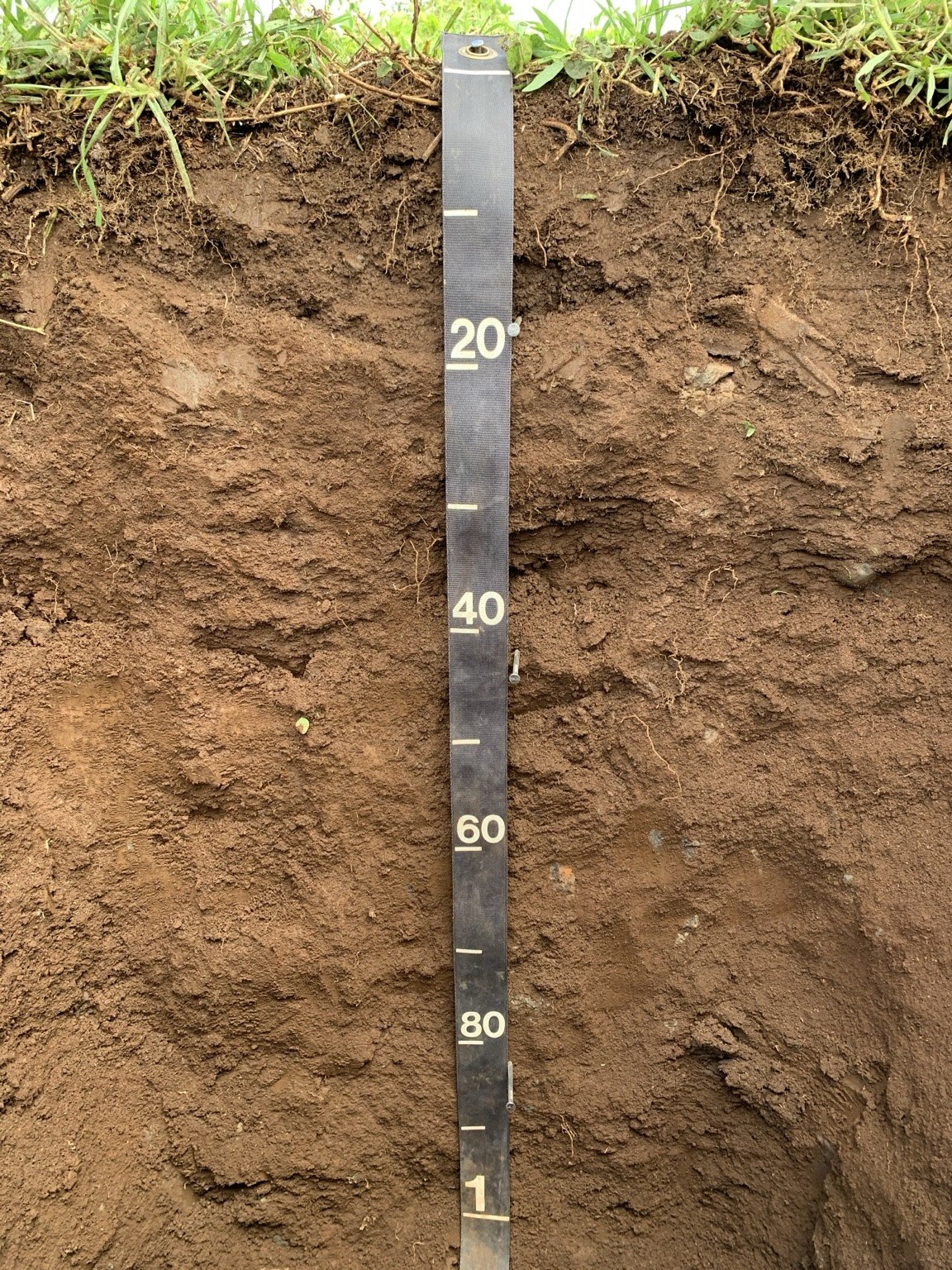 Brown soil profile with measuring tape