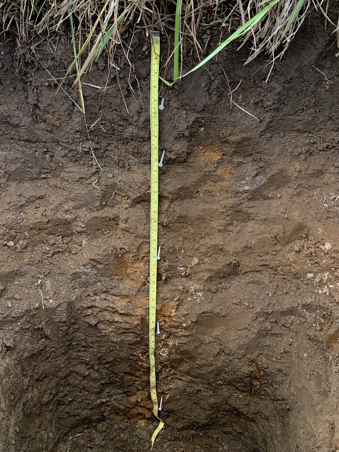 Dark soil profile with redoximorphic features