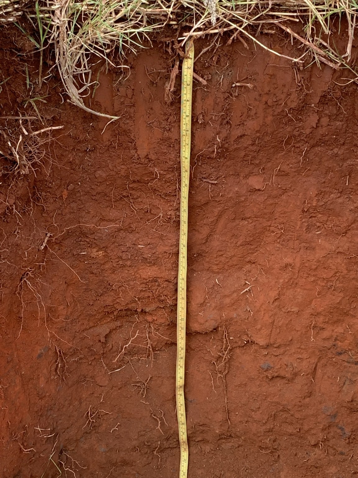 Red soil profile with measuring tape